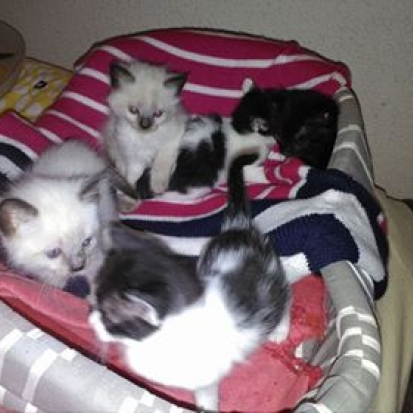 annonces sexe gratuit pyrenees orientales